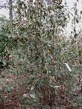 Prague Viburnum / Viburnum pragensis 